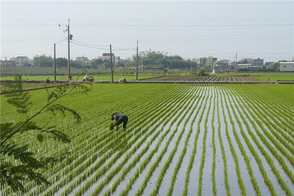 夢見插秧苗是什麼兆頭_周公解夢