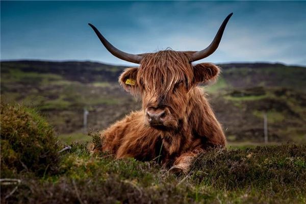 夢見死牛是什麼徵兆?_周公解夢