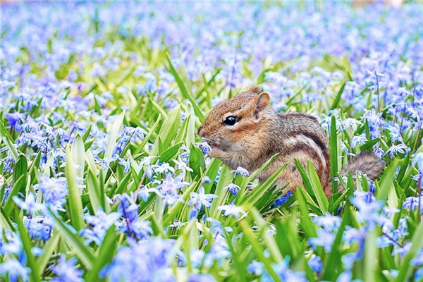 夢見被小動物咬預示什麼_周公解夢