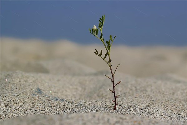 夢見裁樹預示了什麼_周公解夢