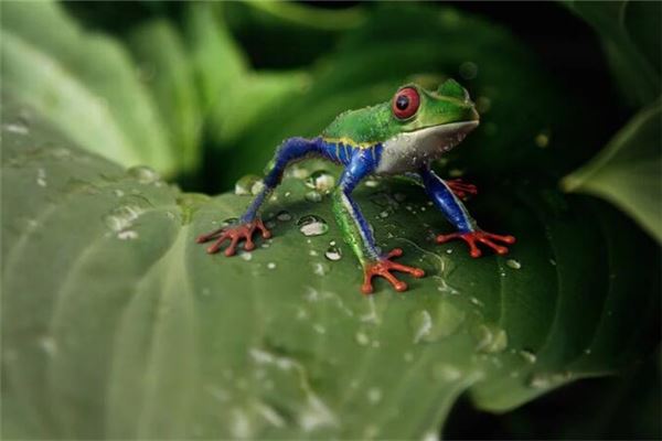 做夢夢到青蛙_周公解夢