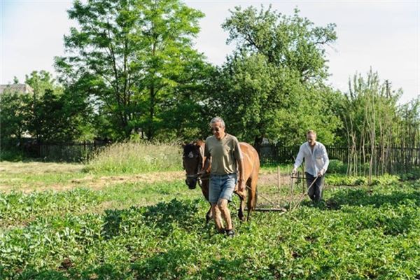 夢見自己扶犁耕地_周公解夢