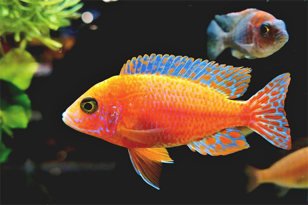 夢到了魚兒是什麼兆頭_周公解夢