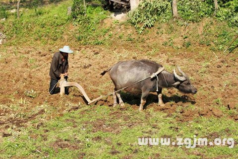 夢見在田園裡耕作