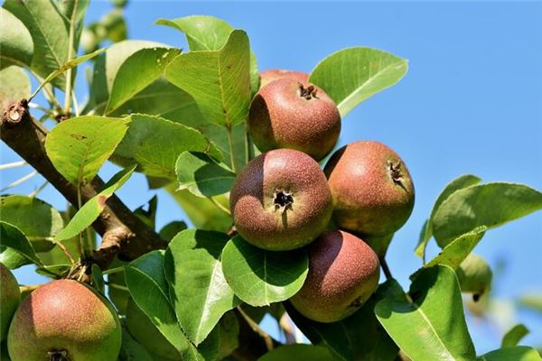 已婚女人夢見摘水果_周公解夢