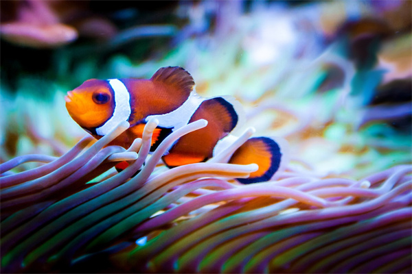 夢到兩條小魚有什麼意思_周公解夢