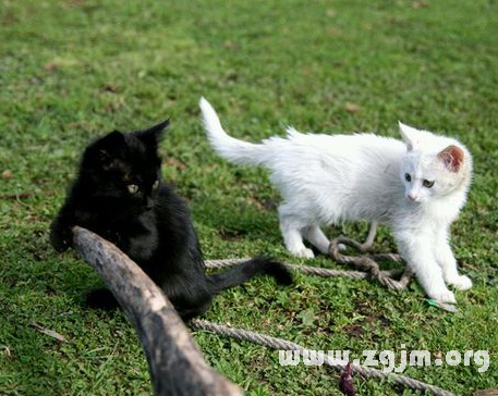 夢見白貓和黑貓