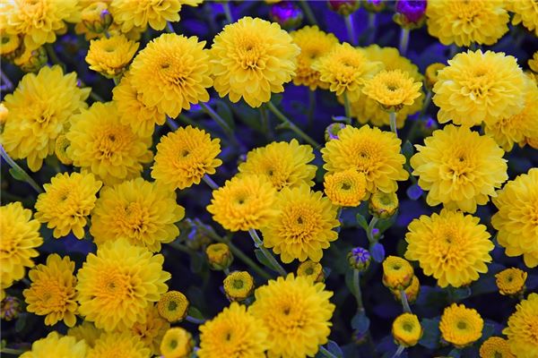 夢見黃菊花_周公解夢