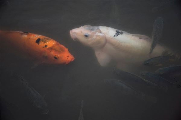 夢見大鯉魚_周公解夢