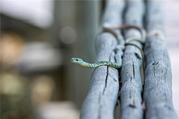 夢見小青蛇_周公解夢