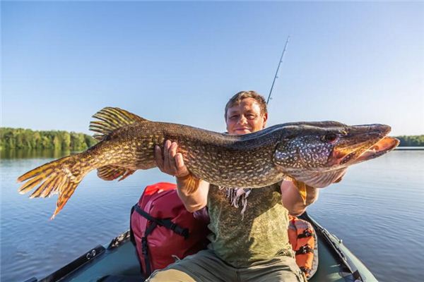 夢到別人釣到大魚_周公解夢