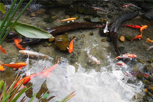 夢到養魚池是吉兆嗎?_周公解夢
