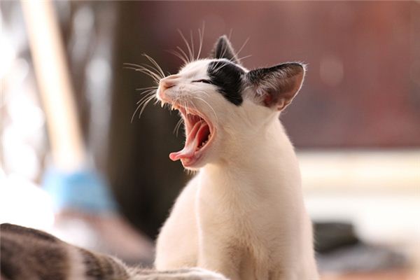 夢到被貓咬腳_周公解夢