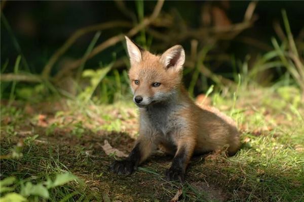 夢見小動物_周公解夢