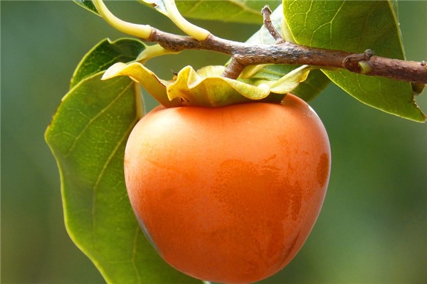 夢到吃紅柿子是怎么回事_周公解夢