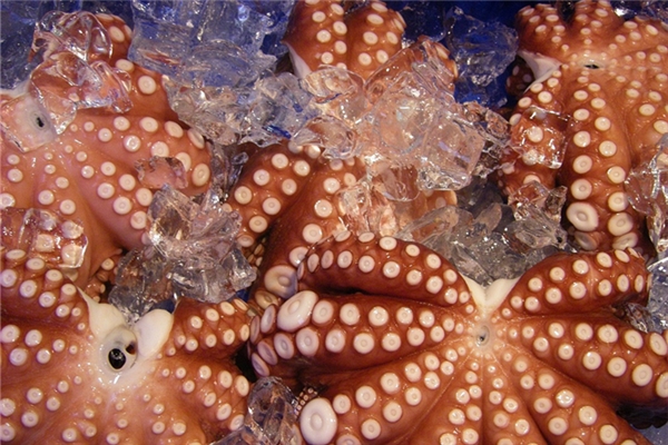 夢見金黃色小烏會是什麼預兆_周公解夢