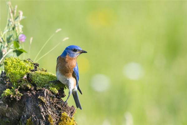 夢見鳥意味著什麼_周公解夢