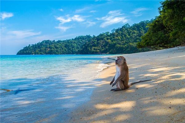 1956年屬什麼生肖_十二生肖