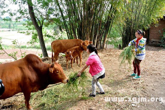 夢見給牛餵草