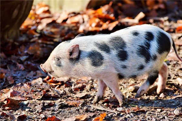 1971年屬豬運勢_十二生肖