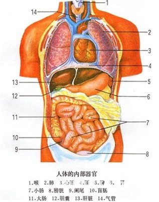 夢見病人自己割內臟