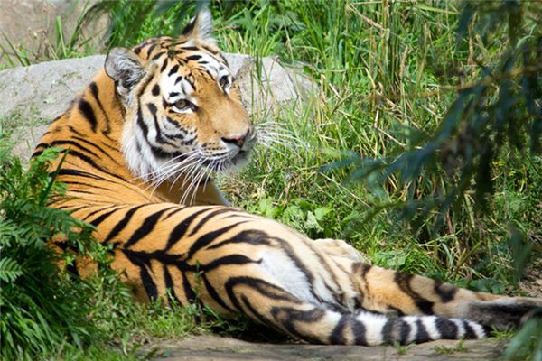 夢見動物類_周公解夢