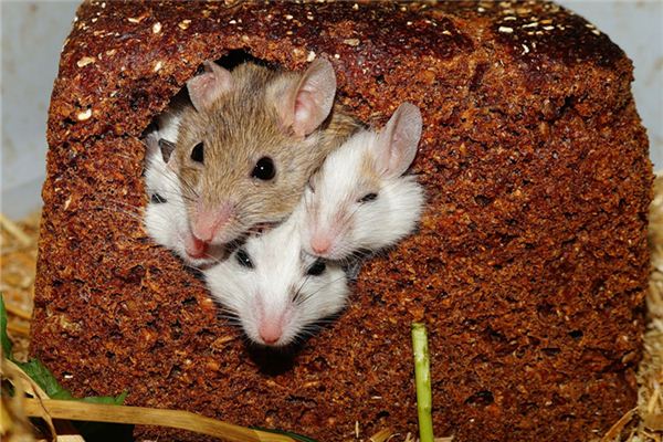 夢見小老鼠崽_周公解夢