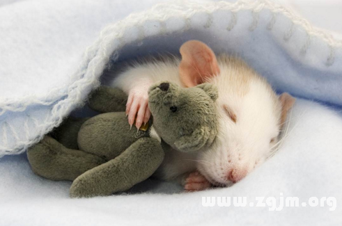 夢見老鼠上床