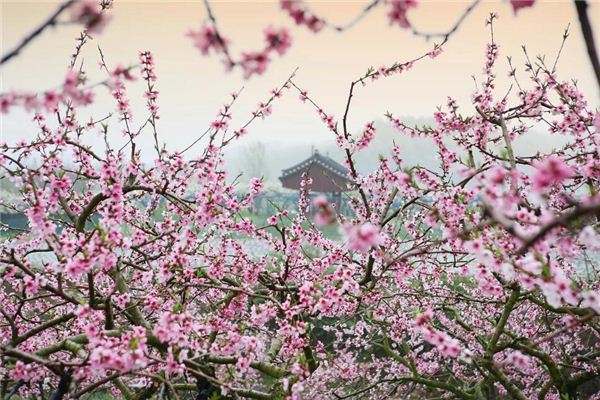 夢見開滿粉紅桃花樹_周公解夢