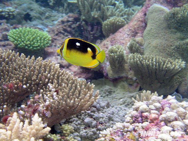 夢見兩條魚_周公解夢夢到兩條魚是什麼意思_做夢夢見兩條魚好不好_周公解夢官網