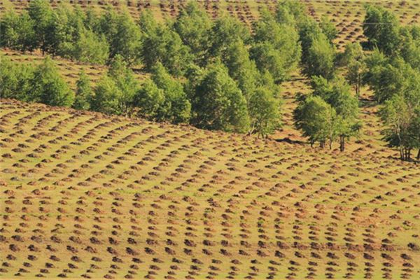 女人夢見種樹_周公解夢