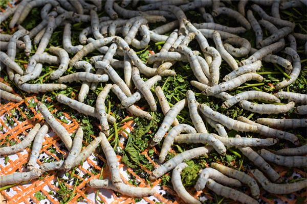 夢見蛆_周公解夢