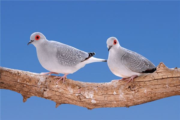 夢見斑鳩是什麼意思_周公解夢
