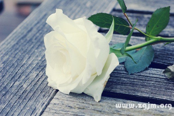 白玫瑰的花語