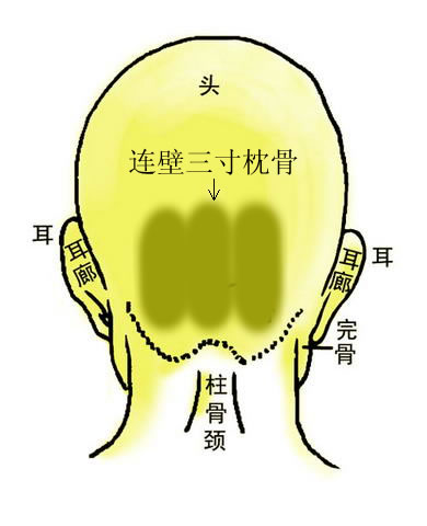 骨相大全——連璧三寸枕骨