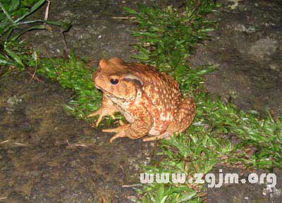 夢見蟾蜍食太陽或月亮