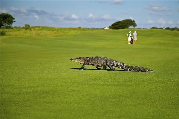 夢見鱷魚吃人_周公解夢