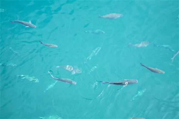 夢見放生魚_周公解夢