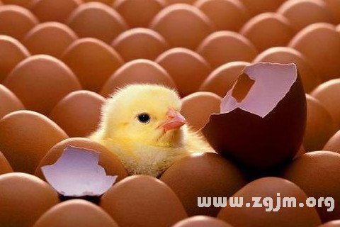 夢見雞蛋變小雞