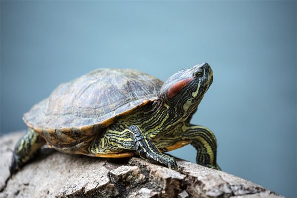 夢到被烏龜咬_周公解夢