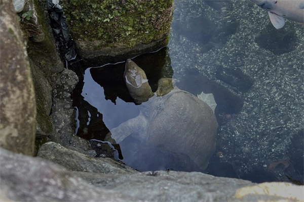 夢到了甲魚什麼寓意_周公解夢