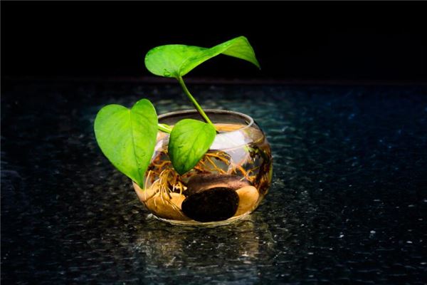 夢見端屎盆子去倒_周公解夢