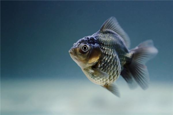 夢見丟魚啥意思_周公解夢