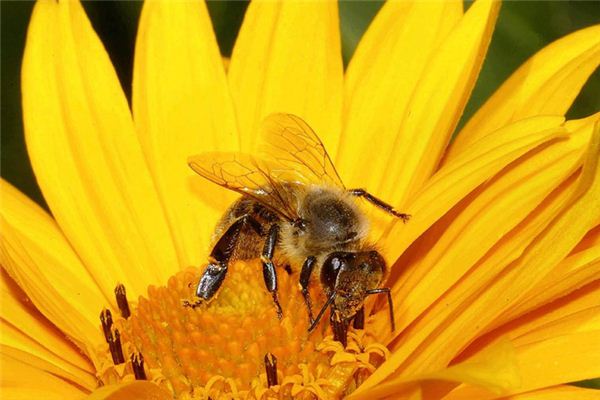 夢見蜜蜂：蜜蜂採花，有大人主張_周公解夢