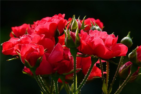 夢到了滿樹開花會是什麼預兆_周公解夢