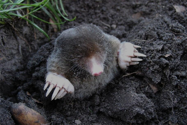 夢到鼴鼠有什麼預兆_周公解夢