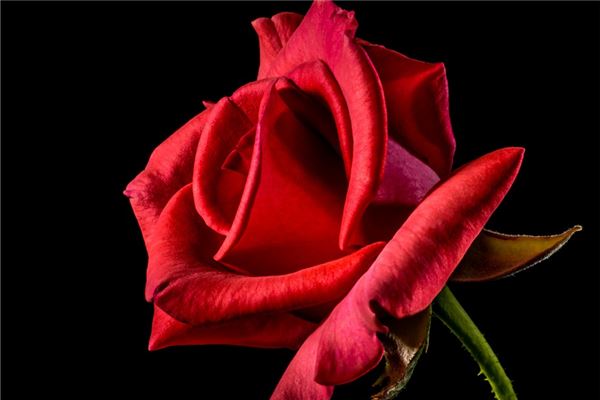 夢見紅花盛開_周公解夢