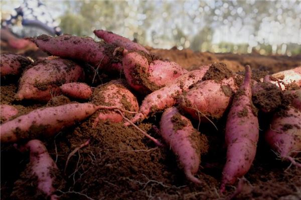 夢見在地里挖紅薯_周公解夢