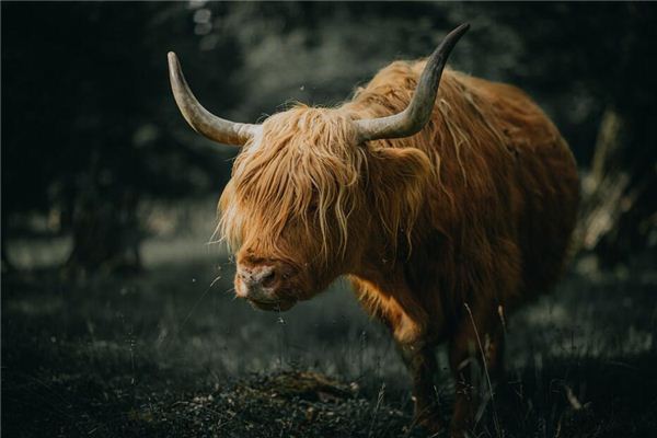 夢見牛馬是什麼意思_周公解夢