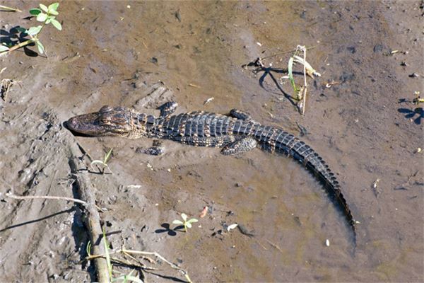 夢到鱷魚追自己_周公解夢
